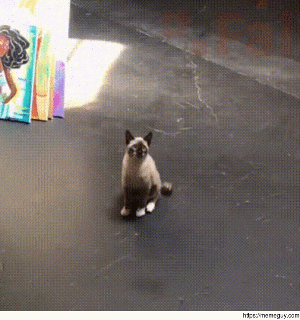 Catch kitty