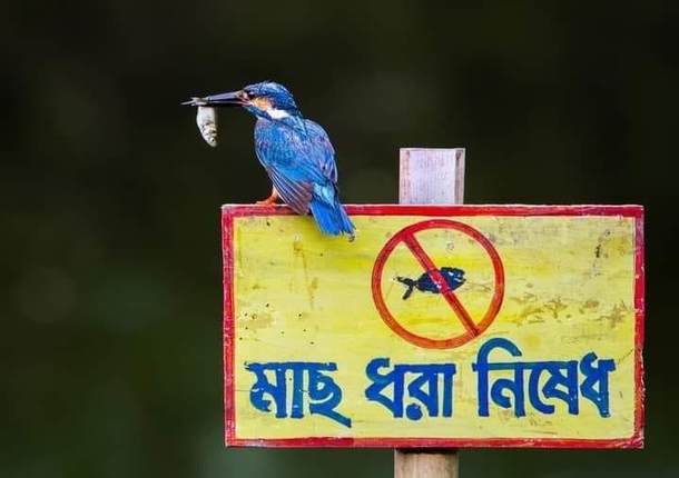 Catching fish is not allowed
