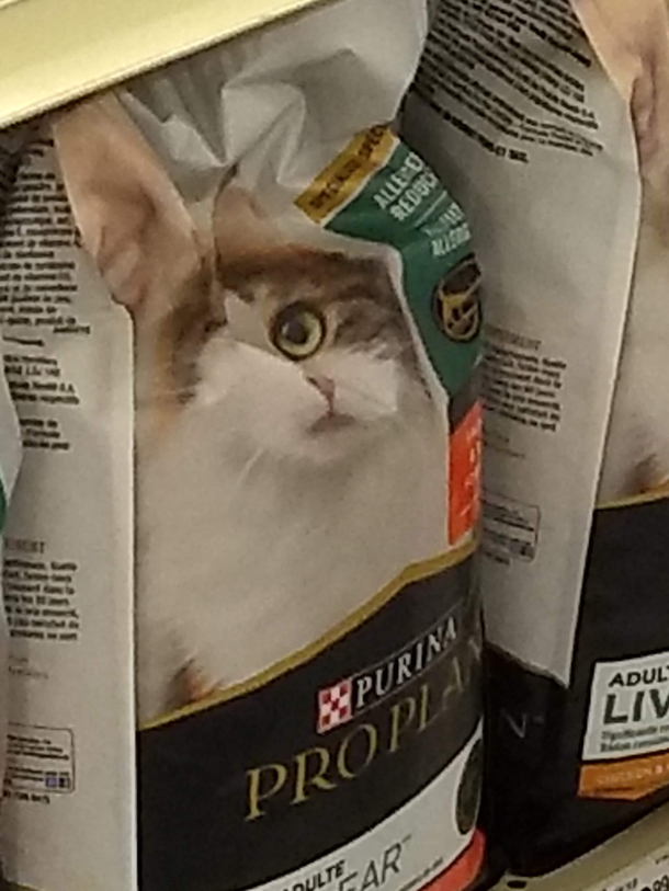 Catclops is watching
