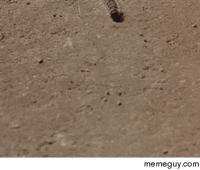 Caterpillars stick together