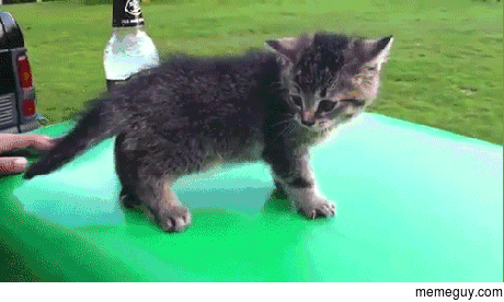 catexe has stopped working