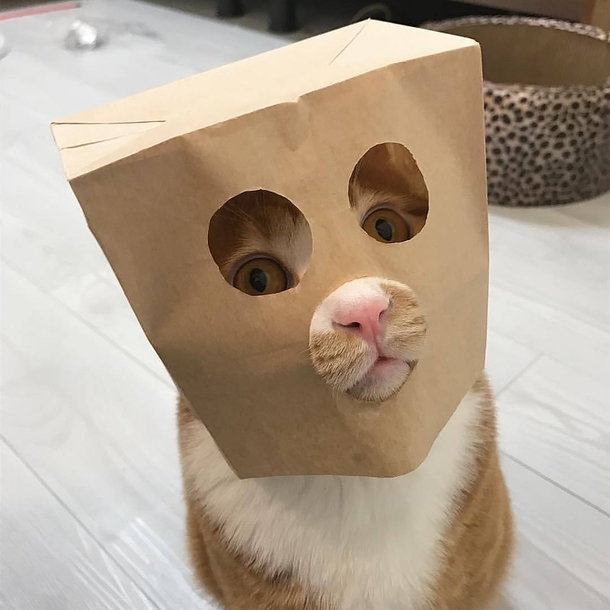 Catman 