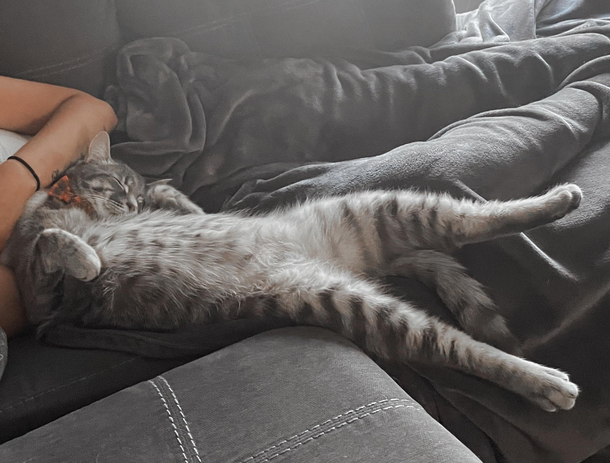 Catnip hit hard