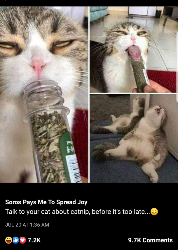 Catnip is a hell of a drug