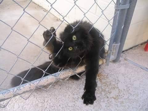 Catortionist makes his escape