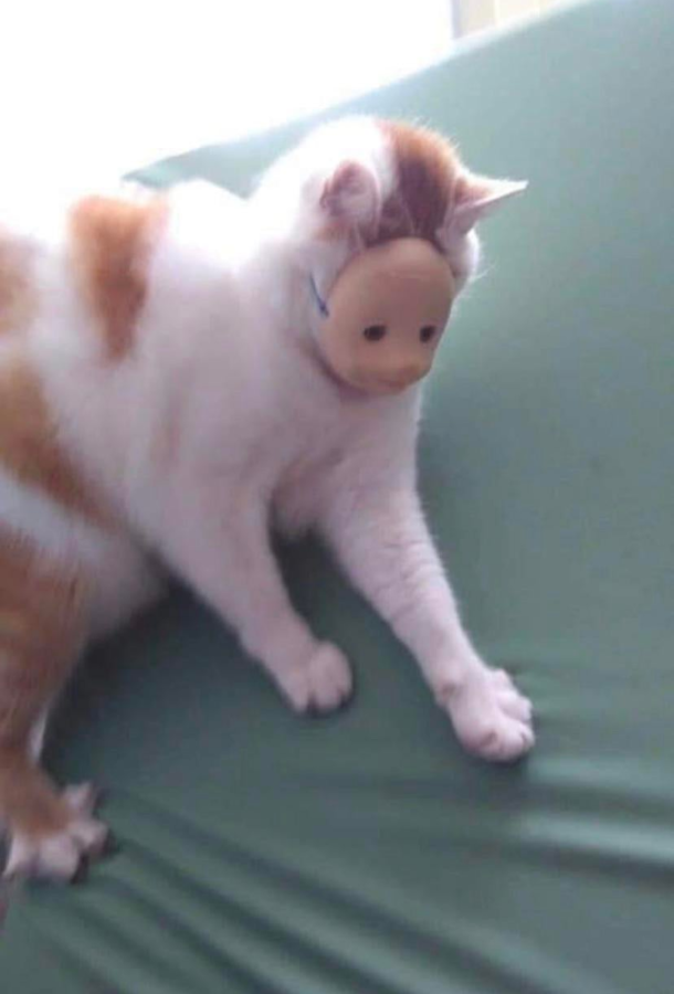 Cats 