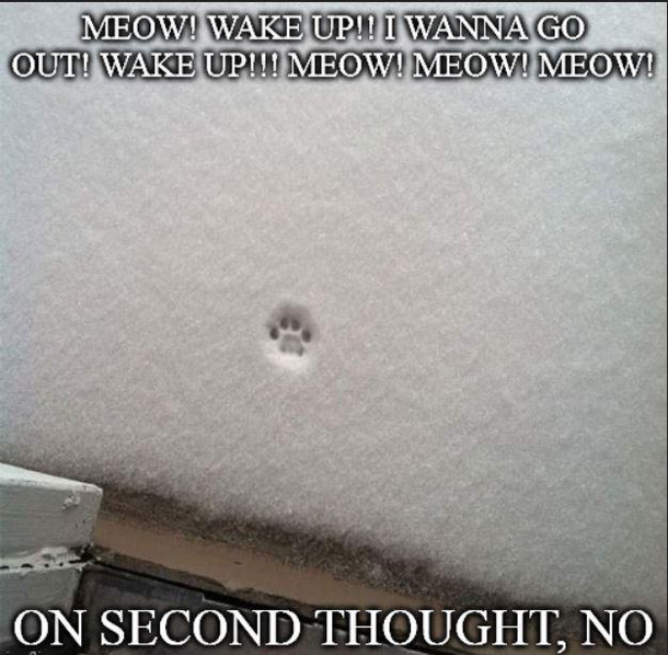 Cats All Winter Long