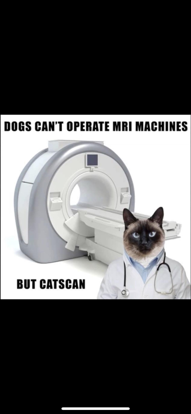 Cats always are part of a good joke