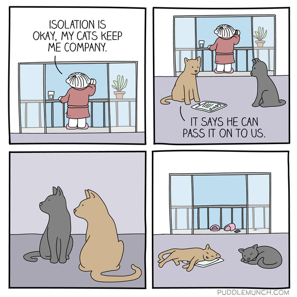 Cats and COVID-