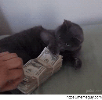 cats and money