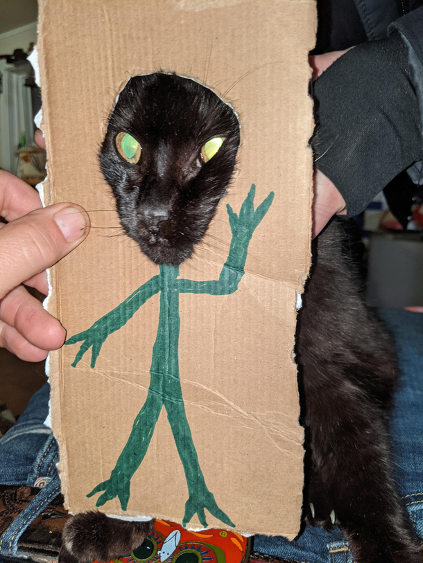 Cats are Aliens