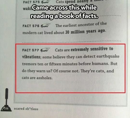 Cats ARE assholes