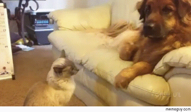 Cats are assholes