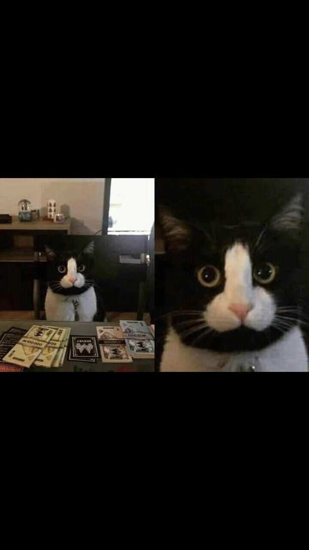 Cats are dcks