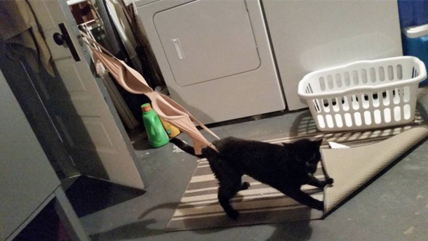 Cats are funny right What about cats stuck in bras