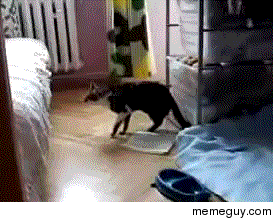 Cats are great at jumping