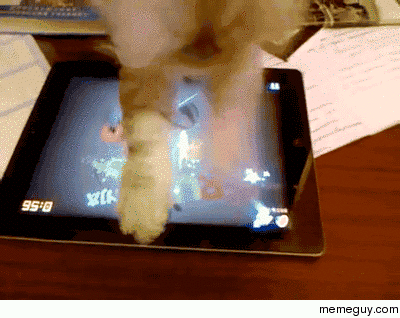 Cats are hilarious