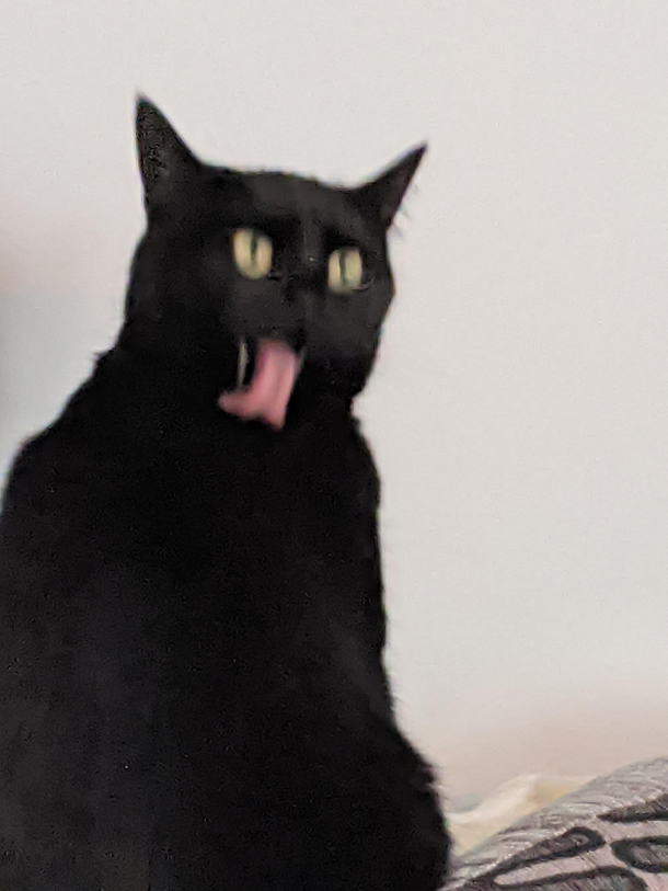 Cats are weird 