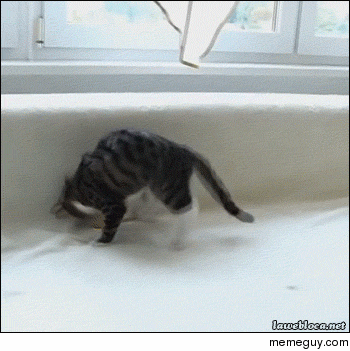 Cats are weird