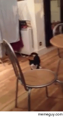 Cats are weird