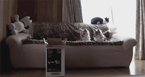 Cats arent as graceful as they think