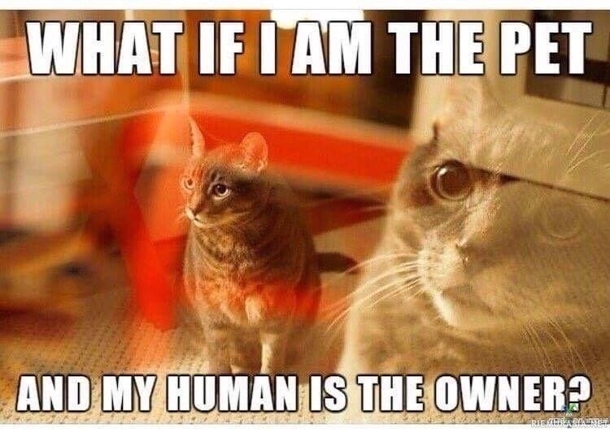 Cats Be Like