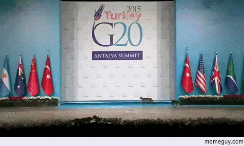 Cats break through security at G