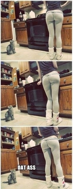Cats can get away with itx-post rlolcats