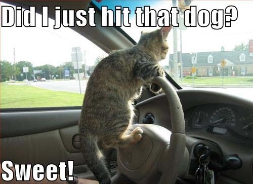 Cats  Dogs 