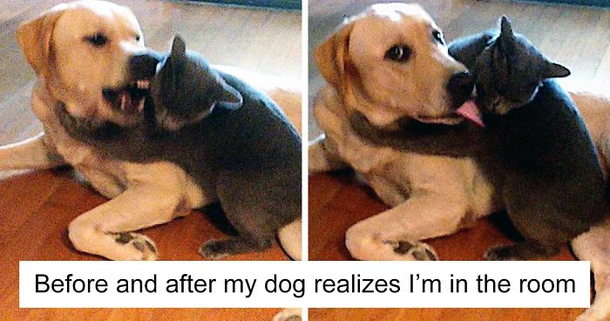 cats dogs- not getting along hate living together