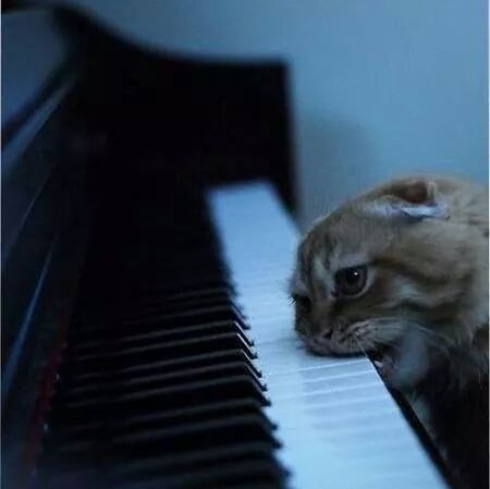 cats dont know how to play the piano