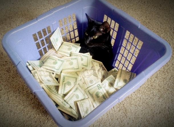 Cats dont understand money laundering