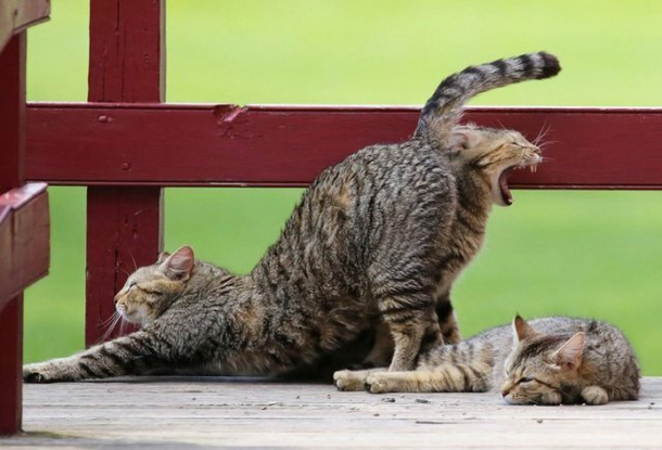 Cats from Pripyat