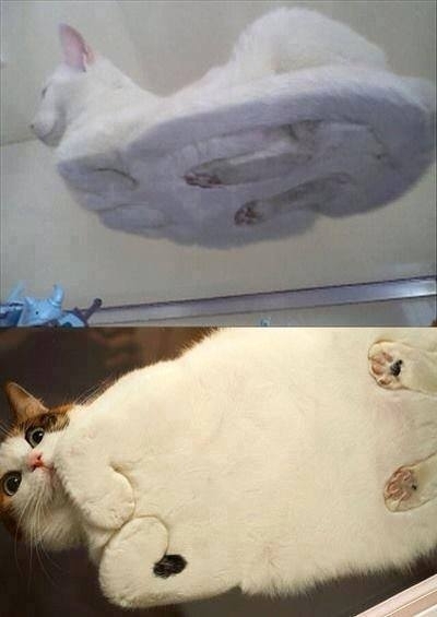Cats from underneath a table