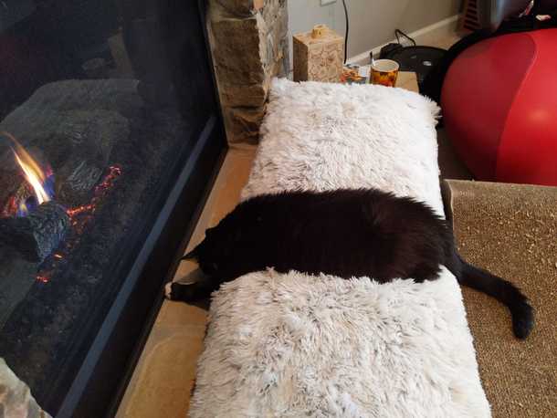 Cats have a low melting point