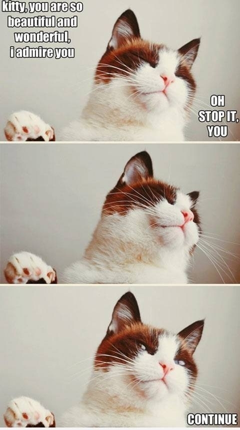 Cats in a nutshell