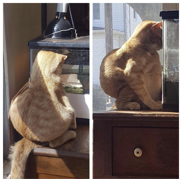 Cats Leg Day