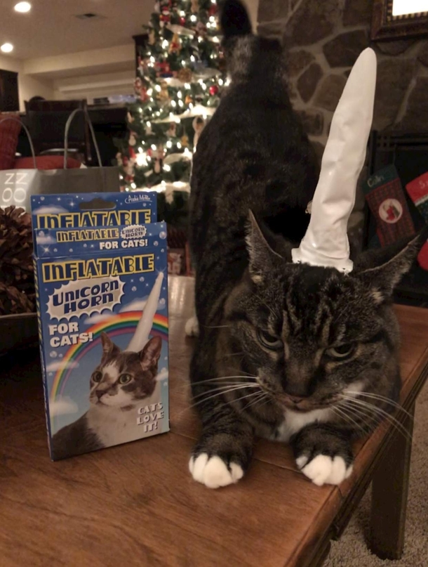 Cats love it