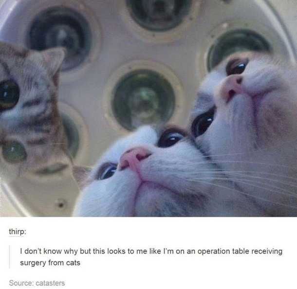 Cats made it to operation theatre