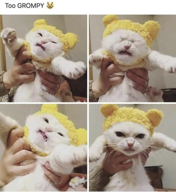 Cats not having it
