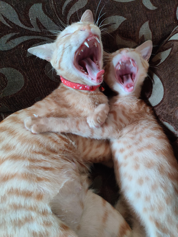Cats of a fur yawn together