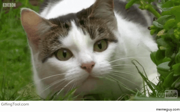 Cats pupil dilation moments before pouncing