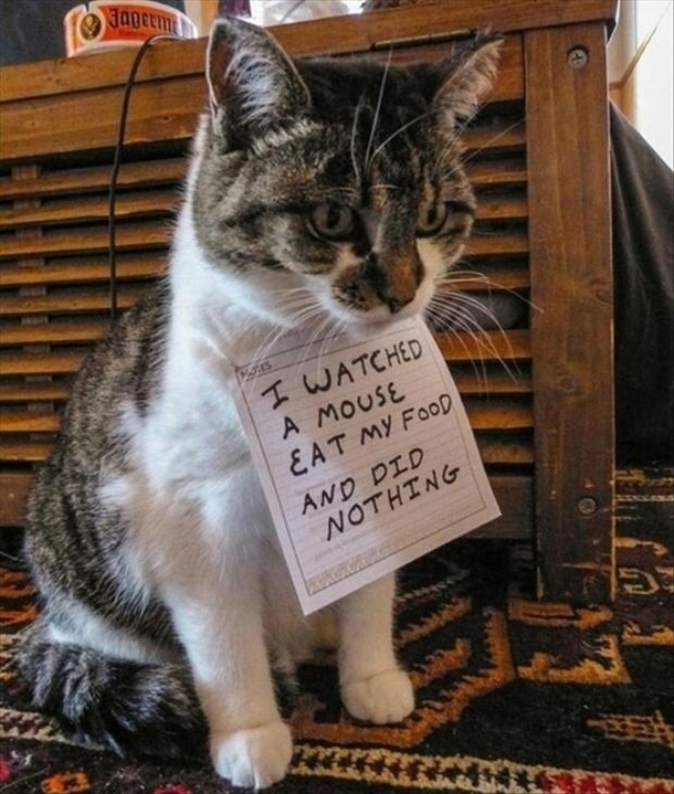 Cats seen some shit