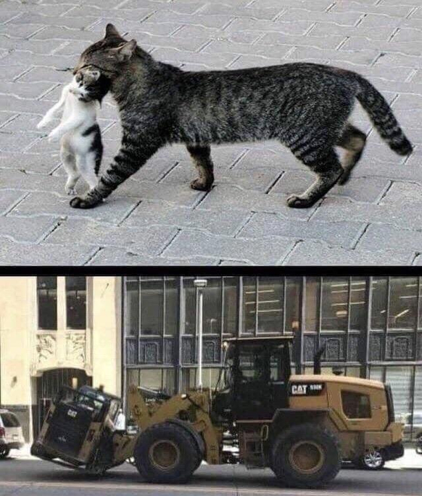 cats taking care of their children