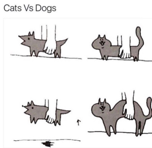 Cats the masters of NOPE