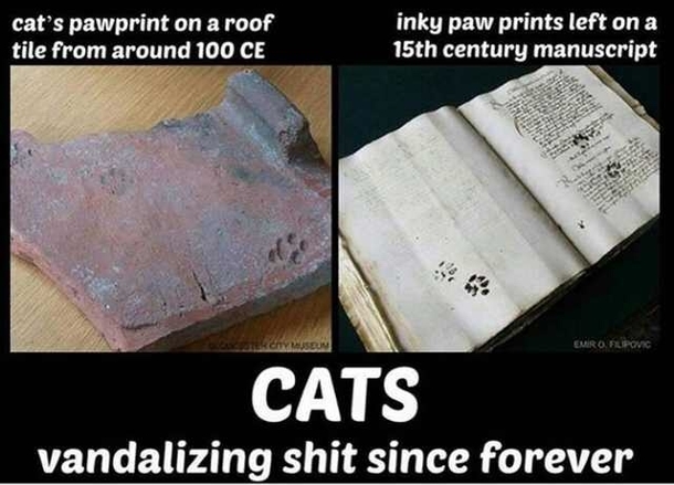 Cats Vandalising Since Forever