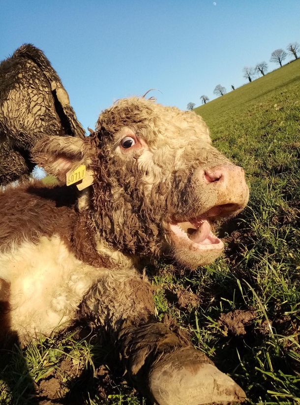 Cattle can yawn and they look funny doing it