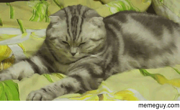 Caturday morning