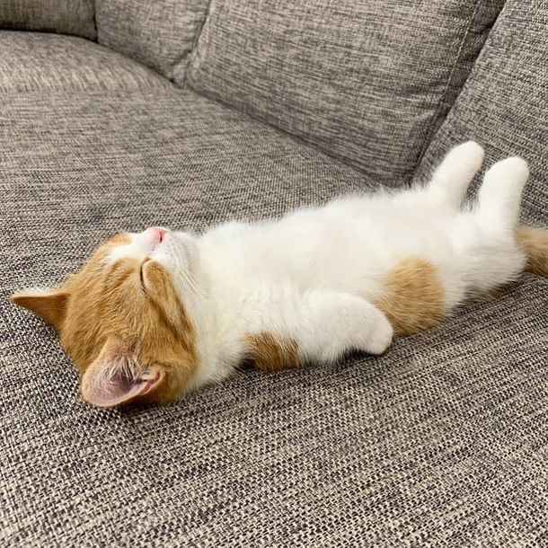 Caturday special dump sleeping on weird places