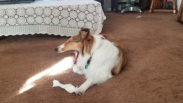 Caught a picture of my dog breathing fire